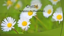  Presentation with italia - Presentation theme enhanced with chamomile flowers field background italia background and a gold colored foreground