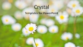  Presentation with italia - Amazing presentation having chamomile flowers field background italia backdrop and a soft green colored foreground