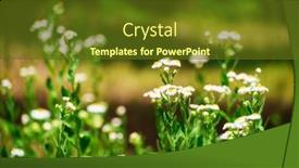  Presentation with summer flowers - Presentation design with chamomile-flowers-in-a-wild background and a tawny brown colored foreground