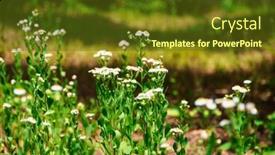  Presentation with summer trees - PPT theme consisting of chamomile-flowers-in-a-wild background and a tawny brown colored foreground