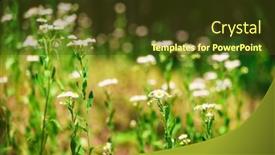  Presentation with summer trees - PPT theme featuring chamomile-flowers-in-a-wild background and a tawny brown colored foreground