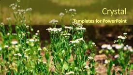  Presentation with summer flowers - Slide set with chamomile-flowers-in-a-wild background and a tawny brown colored foreground