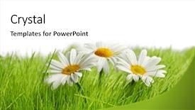  Presentation with chamomile - Audience pleasing presentation consisting of chamomile flowers in green spring grass with white copy space backdrop and a white colored foreground