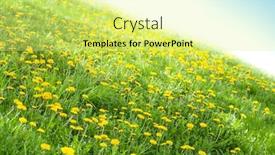  Presentation with chamomile - Presentation theme featuring chamomile-flowers-on-grass-field background and a blonde colored foreground