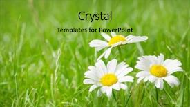  Presentation with chamomile - Slide deck consisting of chamomile flowers on grass field on sunny summer day view with copy space background and a seafoam green colored foreground