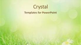  Presentation with chamomile - Colorful PPT theme enhanced with chamomile flowers on grass field backdrop and a soft green colored foreground