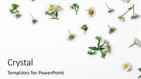  Presentation with white flowers - Slides with chamomile flowers scattered on white background and a white colored foreground