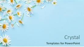  Presentation with chamomile - Slides featuring chamomile-garden-flowers-on-blue background and a sky blue colored foreground