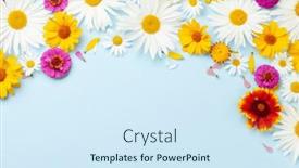  Presentation with chamomile - 