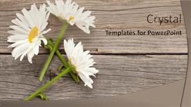  Presentation with chamomile - 