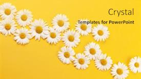  Presentation with chamomile - Slide set featuring chamomile-garden-flowers-on-yellow background and a yellow colored foreground