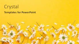  Presentation with chamomile - Theme featuring chamomile-garden-flowers-on-yellow background and a light gray colored foreground