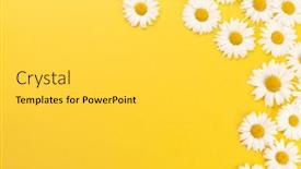  Presentation with chamomile - PPT layouts consisting of chamomile-garden-flowers-on-yellow background and a light gray colored foreground