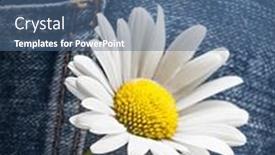  Presentation with trousers - Presentation theme consisting of chamomile-in-the-pocket background and a ocean colored foreground