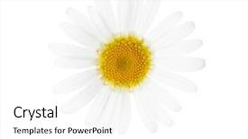  Presentation with chamomile - Presentation consisting of chamomile isolated on white background background and a white colored foreground
