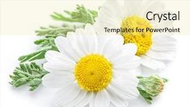 Presentation with chamomile - Slide deck featuring chamomile or camomile flowers isolated background and a blonde colored foreground