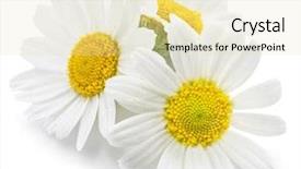  Presentation with chamomile - Beautiful PPT layouts featuring chamomile or camomile flowers isolated backdrop and a soft green colored foreground