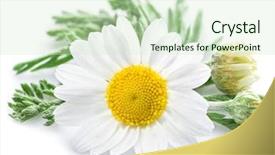  Presentation with white flowers - Slides having chamomile or camomile flowers isolated background and a soft green colored foreground