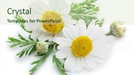  Presentation with white flowers - Cool new presentation with chamomile or camomile flowers isolated backdrop and a soft green colored foreground