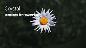  Presentation with chamomile - Beautiful presentation design featuring chamomile-or-camomile-flowers backdrop and a dark gray colored foreground