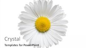  Presentation with chamomile - 