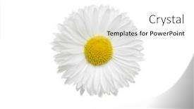  Presentation with chamomile - 