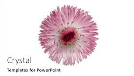  Presentation with chamomile - 