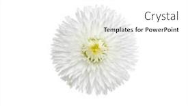  Presentation with chamomile - 