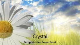  Presentation with light rays - Beautiful presentation theme featuring chamomile rays light - daisy and the sky backdrop and a  colored foreground