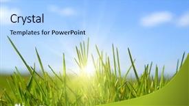  Presentation with light rays - Beautiful slides featuring chamomile rays light - grass and the sun backdrop and a  colored foreground