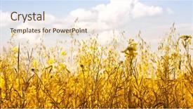  Presentation with sun - Audience pleasing PPT layouts consisting of chamomile rays light - yellow flowers in the sun backdrop and a  colored foreground