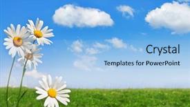  Presentation with chamomile - Audience pleasing PPT layouts consisting of chamomile sky and grass field backdrop and a light blue colored foreground