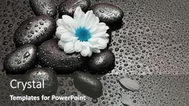  Presentation with chamomile - PPT layouts having chamomile-white-flower-and-black background and a dark gray colored foreground