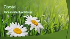  Presentation with daisy - Slides with chamomiles in green grass background and a tawny brown colored foreground