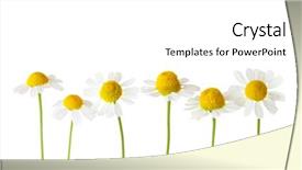  Presentation with blank whiteboard isolated on white - Slide set featuring chamomiles isolated on white background background and a white colored foreground