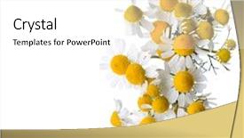  Presentation with chamomile - Slide deck enhanced with chamomiles isolated on white background background and a white colored foreground