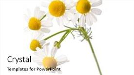  Presentation with chamomile - PPT layouts having chamomiles isolated on white background background and a white colored foreground