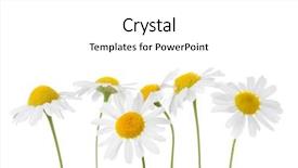  Presentation with chamomile - Amazing PPT theme having chamomiles isolated on white background backdrop and a white colored foreground