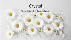  Presentation with chamomile - Slides featuring chamomiles on white background background and a white colored foreground