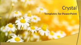  Presentation with light rays - Slides with chamomiles background and a yellow colored foreground