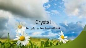  Presentation with light rays - Presentation theme with chamomiles background and a light blue colored foreground