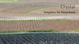  Presentation with vineyard - Audience pleasing PPT layouts consisting of champagne vineyard backdrop and a light gray colored foreground