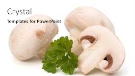  Presentation with champignon mushroom - Presentation having champignon mushroom and fresh parsley isolated on white background background and a white colored foreground