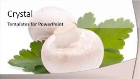  Presentation with champignon mushroom - PPT layouts consisting of champignon mushroom and parsley leaves isolated on white background background and a white colored foreground