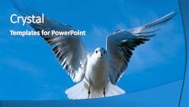  Presentation with blue sky - Audience pleasing presentation theme consisting of pursue - close-up of seagull flying backdrop and a teal colored foreground