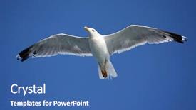  Presentation with sky blue - Theme with pursue - close-up of seagull flying background and a ocean colored foreground