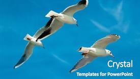  Presentation with blue sky - PPT theme enhanced with pursue - close-up of seagulls flying background and a teal colored foreground