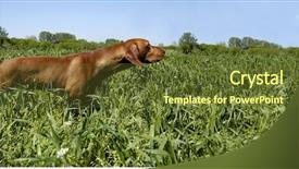  Presentation with hunting - Cool new slide set with  backdrop and a  colored foreground