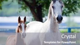  Presentation with foal - Cool new presentation theme with champs agricole - arabian mare and foal portrait backdrop and a  colored foreground