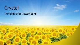  Presentation with sky sun - Presentation design consisting of champs agricole - field of sunflowers and sun background and a  colored foreground